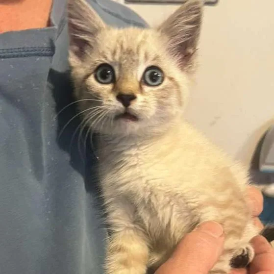 A baby small-sized female Cream / Ivory Domestic Short Hair cat named Sunny for adoption in Winchester, VA