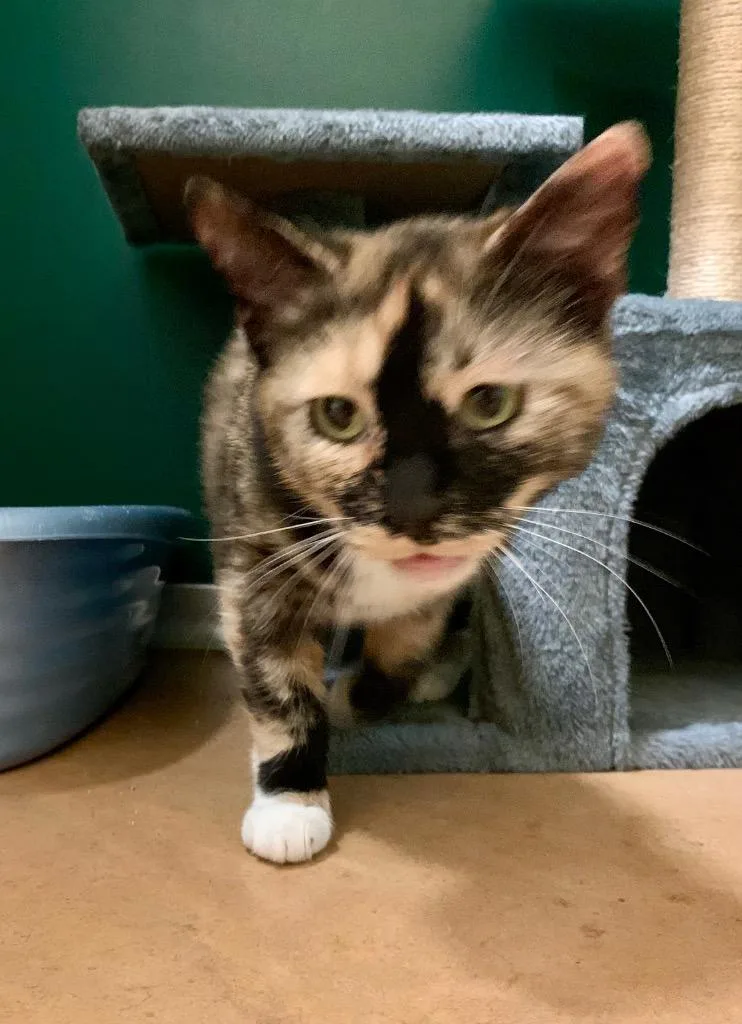 A baby medium-sized female Domestic Short Hair cat named Celeste for adoption in Thayne, WY