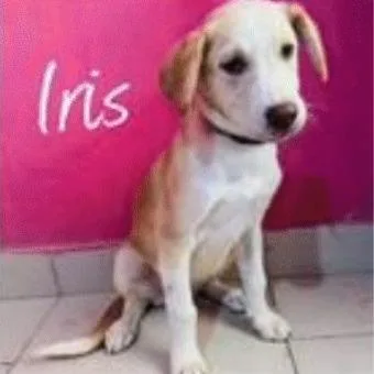 An adult medium-sized female White / Cream Mixed Breed dog named Iris for adoption in Portland, OR