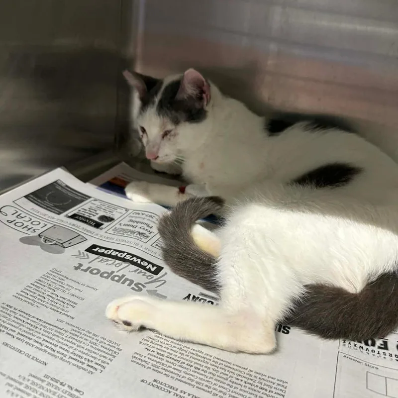 An adult medium-sized male Gray / Blue / Silver Domestic Short Hair cat named Blindspot for adoption in Pauls Valley, OK