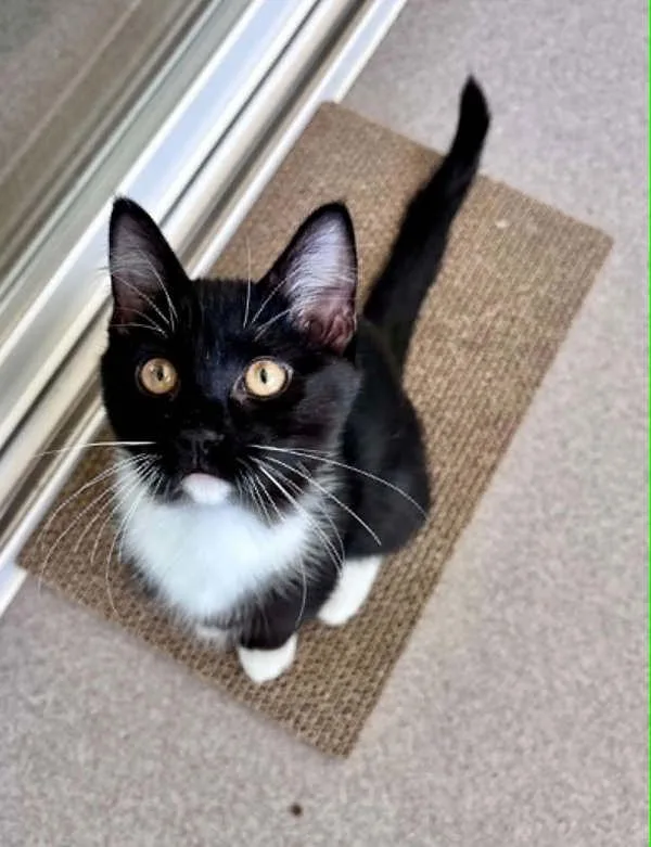 A baby small-sized male Domestic Short Hair cat named Scooter for adoption in McMinnville, OR