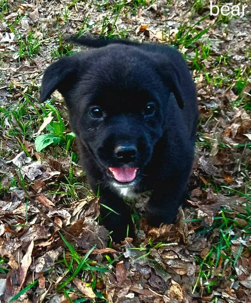 A baby medium-sized male Mixed Breed dog named Bear for adoption in Fond Du Lac, WI