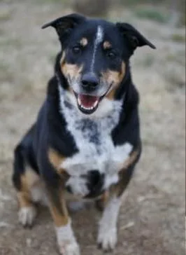 A senior large-sized female Mixed Breed dog named Lady for adoption in Orland Park, IL