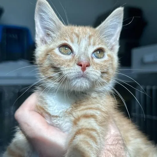 A baby small-sized male Orange / Red Domestic Short Hair cat named Bush Viper for adoption in Matteson, IL