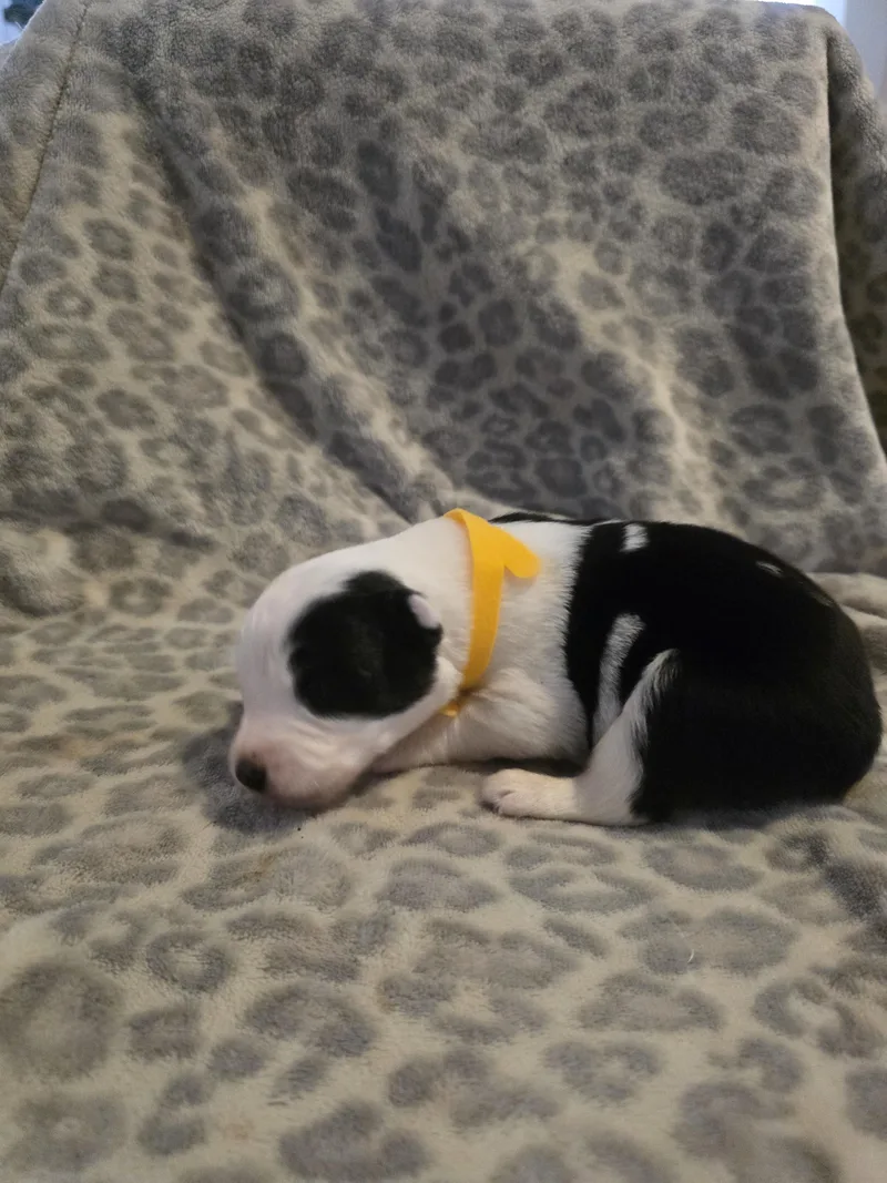 Twyla Sandsyellow collar