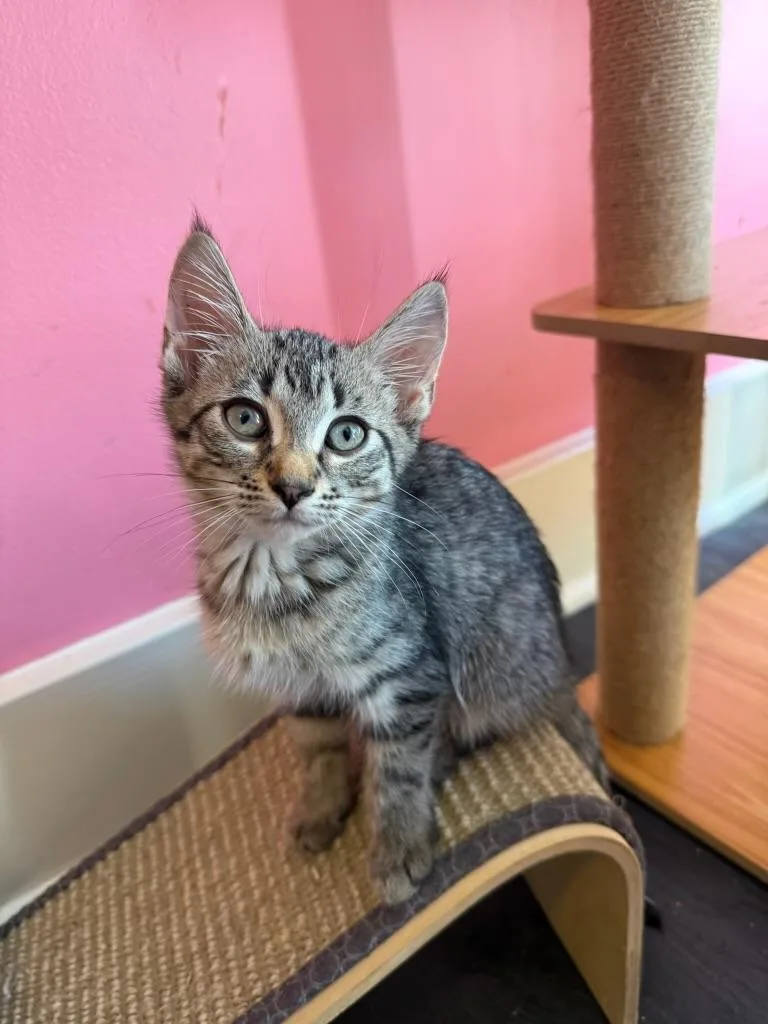 A baby medium-sized male Tabby (Buff / Tan / Fawn) Domestic Short Hair cat named Parker for adoption in Rochester, NY