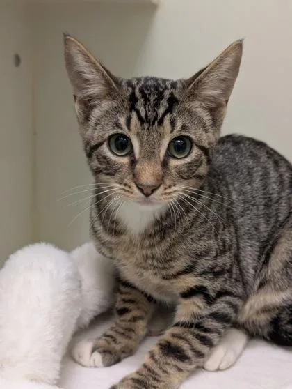 An adult small-sized male Domestic Short Hair cat named Joey for adoption in Mansfield, TX