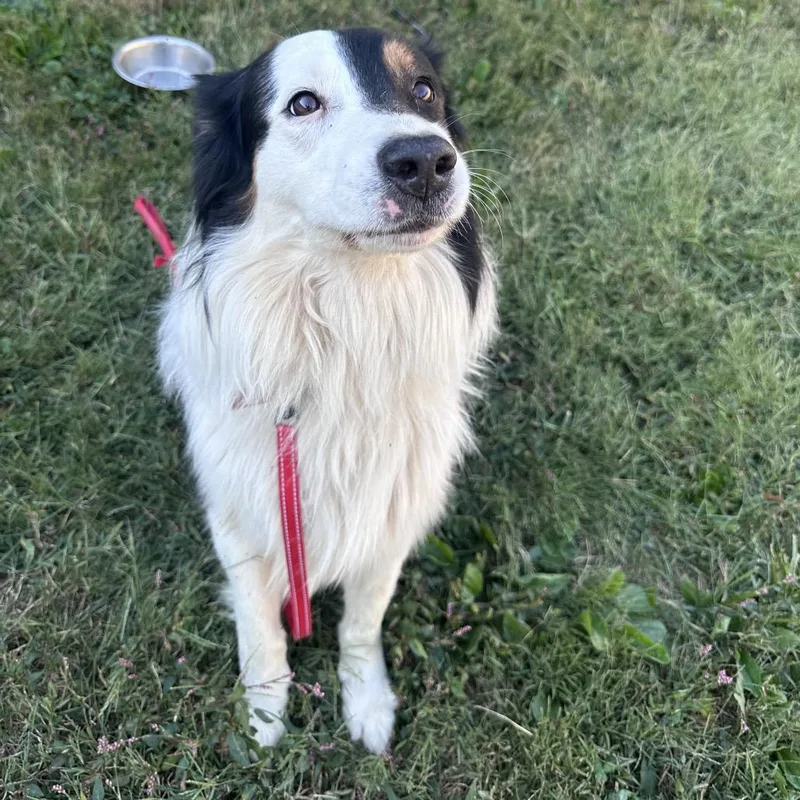 A senior medium-sized male Australian Shepherd dog named Max for adoption in Mount Vernon, IN