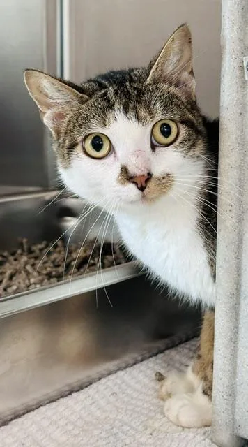 A young medium-sized male Domestic Short Hair cat named Raspberry for adoption in Derwood, MD