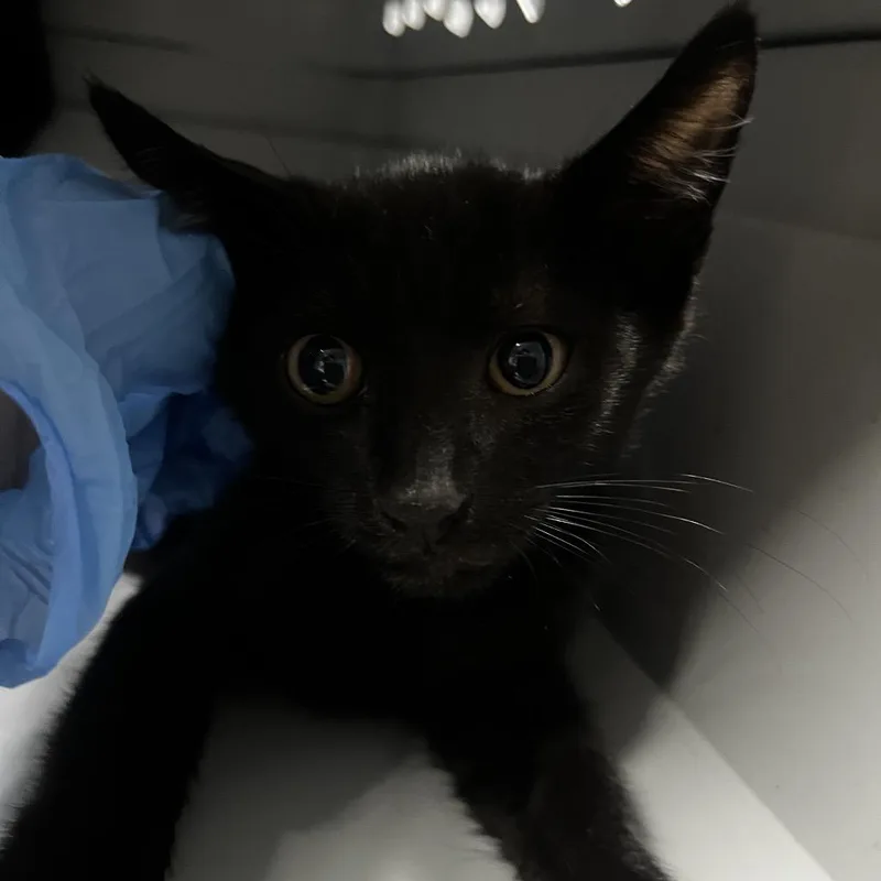 A baby small-sized male Black Domestic Short Hair cat named Alfonso @ Pet Supermarket for adoption in Summerville, SC