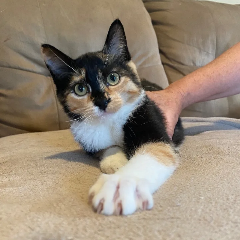 Scarlett thumbnail 3