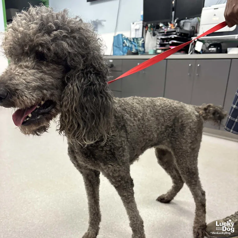 A young medium-sized female Poodle dog named Fanny for adoption in Washington, DC
