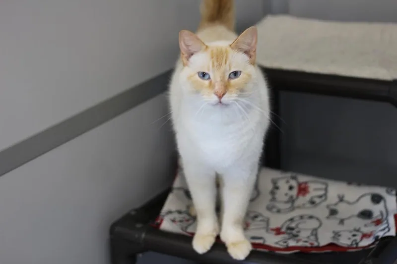A young large-sized male Domestic Short Hair cat named Tommy for adoption in Rockford, IL
