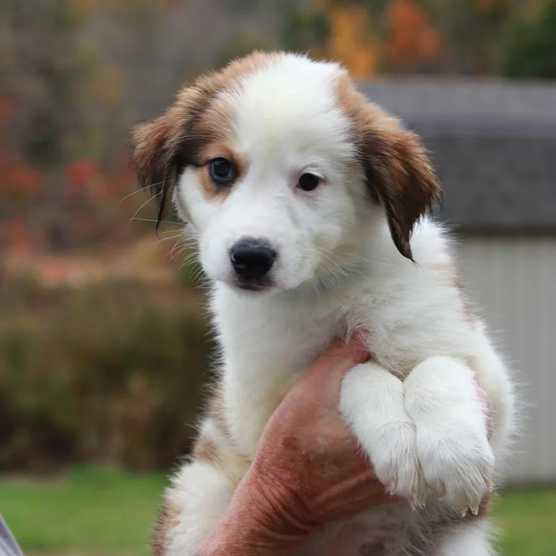 A baby small-sized female Australian Shepherd dog named CT Moon avail Oct for adoption in Eastford, CT