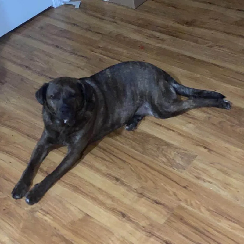 Rambocourtesy Listing