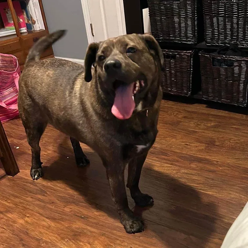 Rambocourtesy Listing thumbnail 2