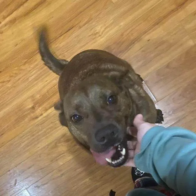 Rambocourtesy Listing thumbnail 3