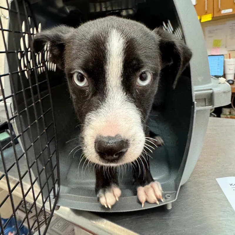 A baby small-sized male Terrier dog named Koda for adoption in Birmingham, AL