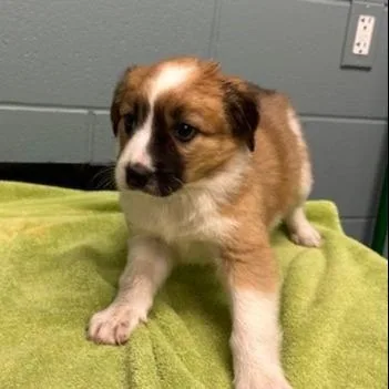 A young large-sized female Shepherd dog named Lexi for adoption in Kansas City, MO