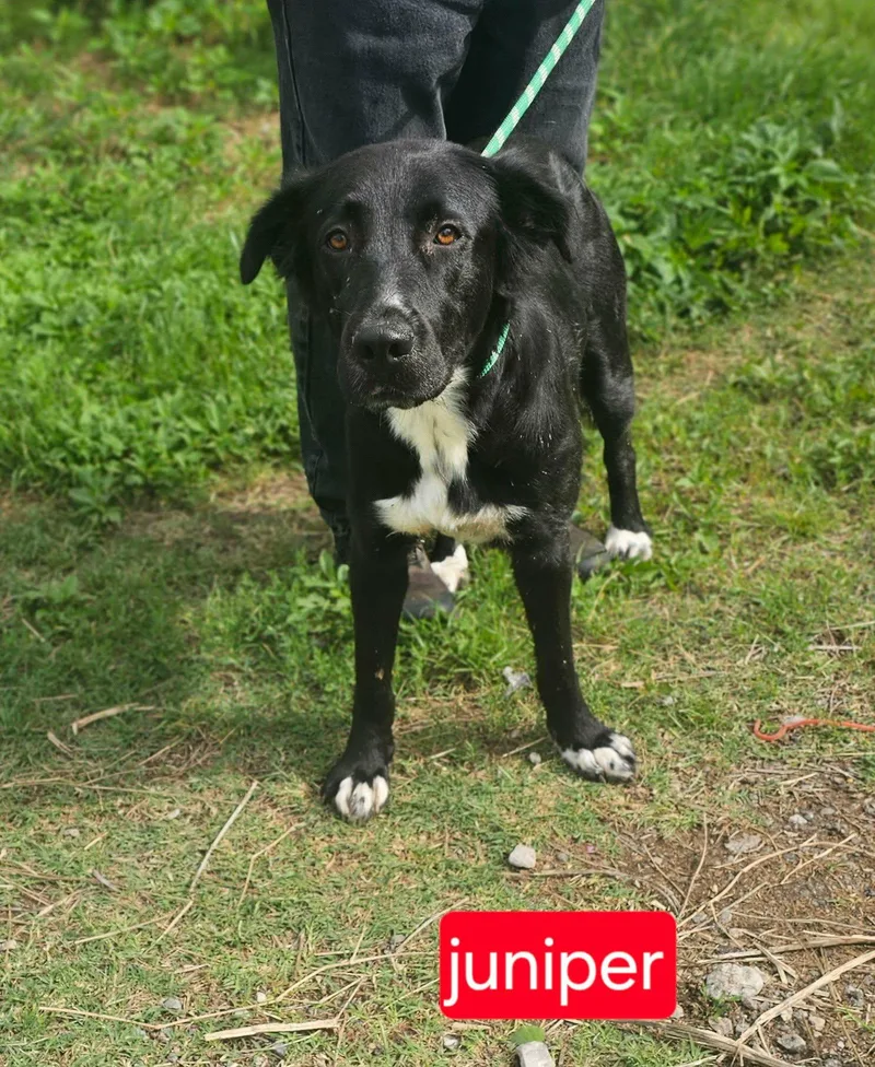 A young medium-sized female Collie dog named Juniper for adoption in Fort Worth, TX