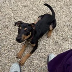 A young medium-sized male Black Coonhound dog named Kabob for adoption in Matteson, IL