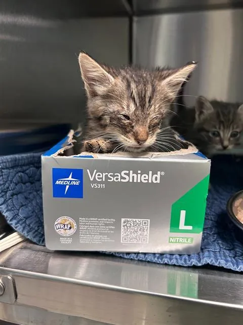 A baby medium-sized male Domestic Short Hair cat named June for adoption in Dallas, TX