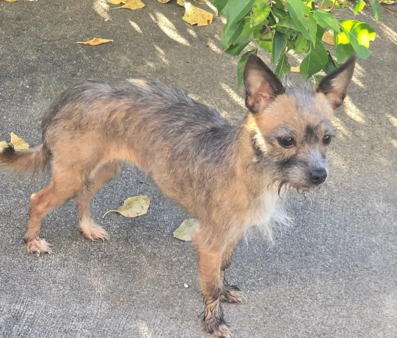 An adult small-sized female Chihuahua dog named Princess for adoption in Walnutport, PA