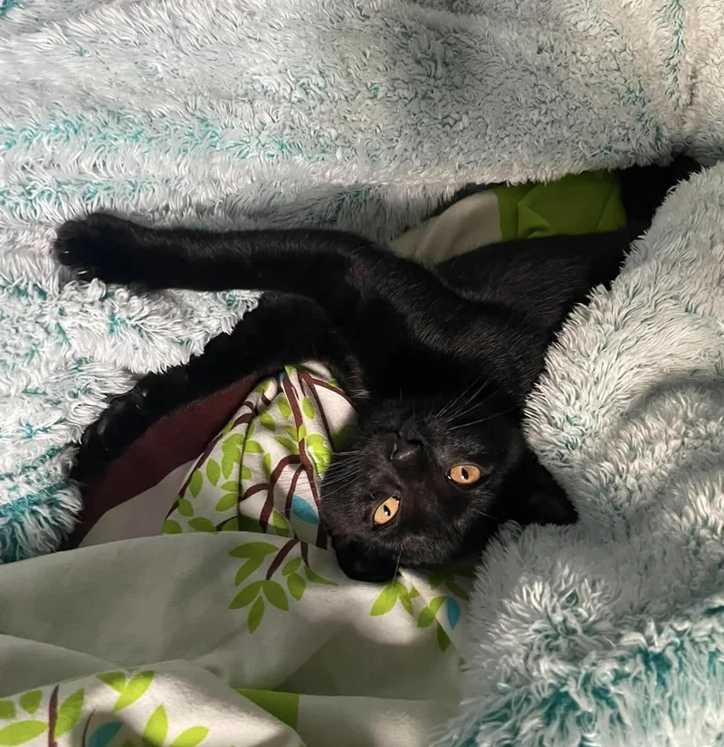A baby small-sized male Domestic Short Hair cat named Damir for adoption in Staten Island, NY