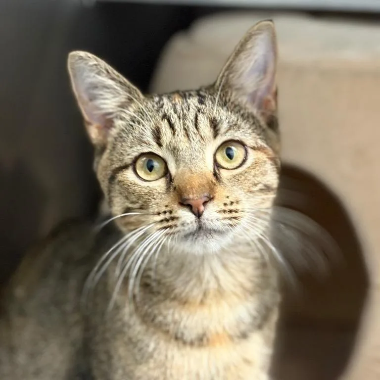 Lady Mormont thumbnail 2