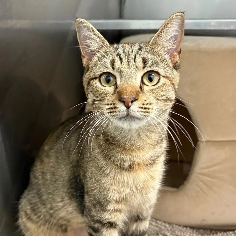 Lady Mormont thumbnail 3