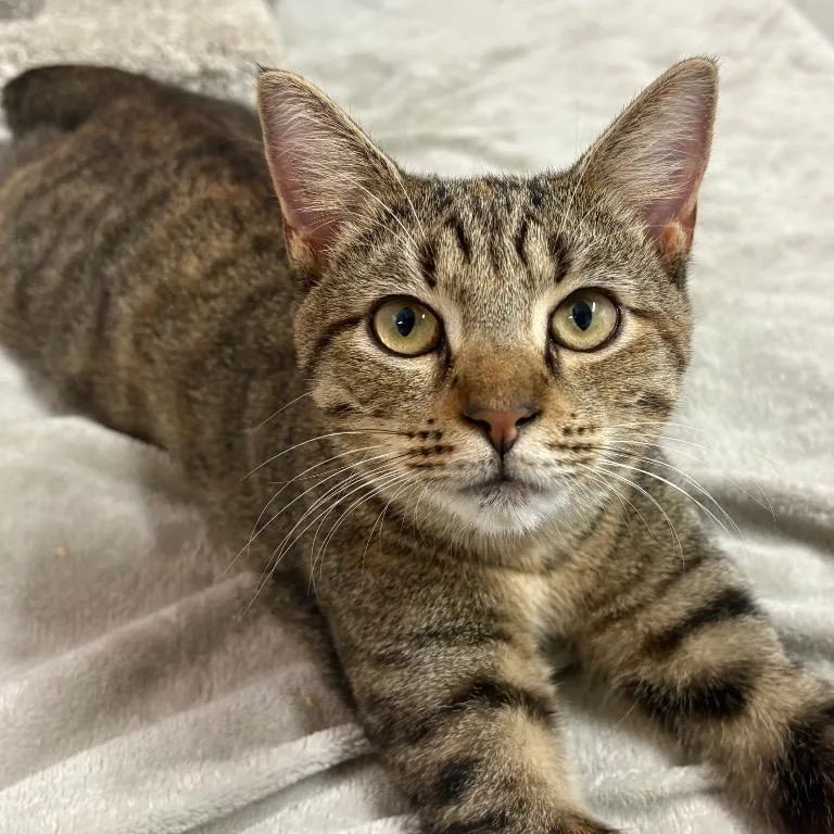 Lady Mormont thumbnail 4