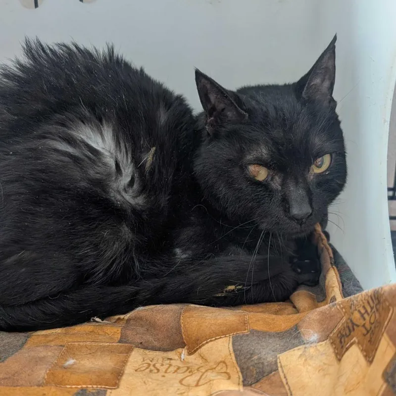 An adult small-sized female Black Domestic Short Hair cat named Olive for adoption in Jefferson city, TN