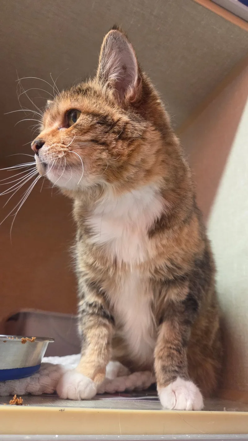 A senior medium-sized male Tortoiseshell Domestic Short Hair cat named Cinnamon Toast for adoption in Conifer, CO