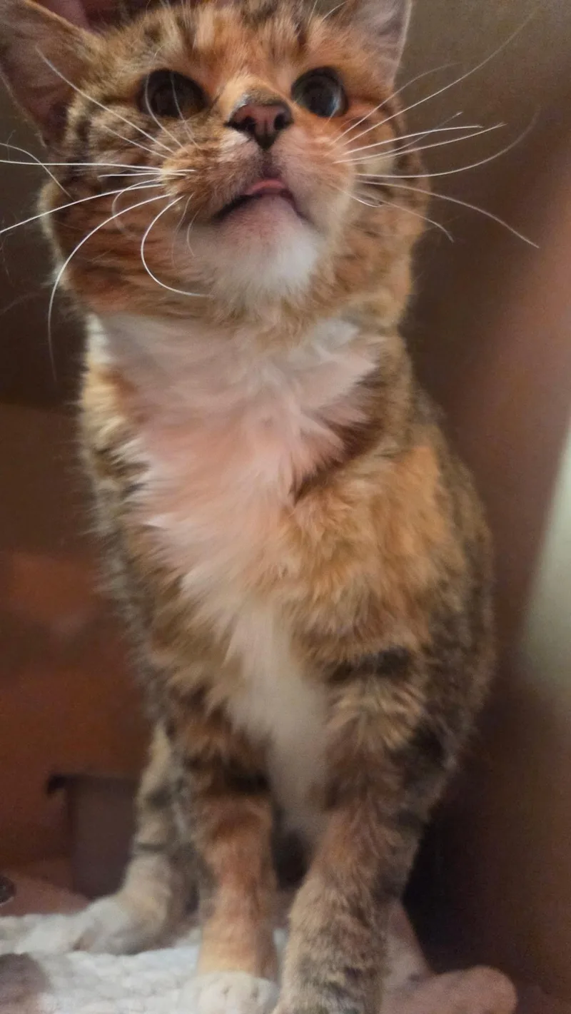 Cinnamon Toast thumbnail 2