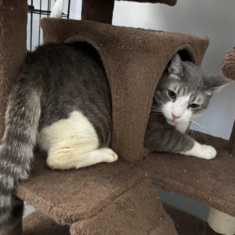A senior extra large-sized male Domestic Short Hair cat named Winston for adoption in Houston, TX
