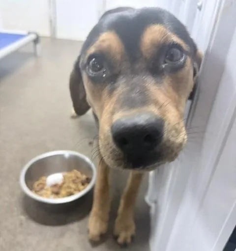 Nova