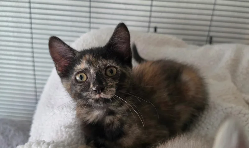 A baby small-sized female Tortoiseshell Domestic Short Hair cat named Kenya for adoption in Pendleton, OR