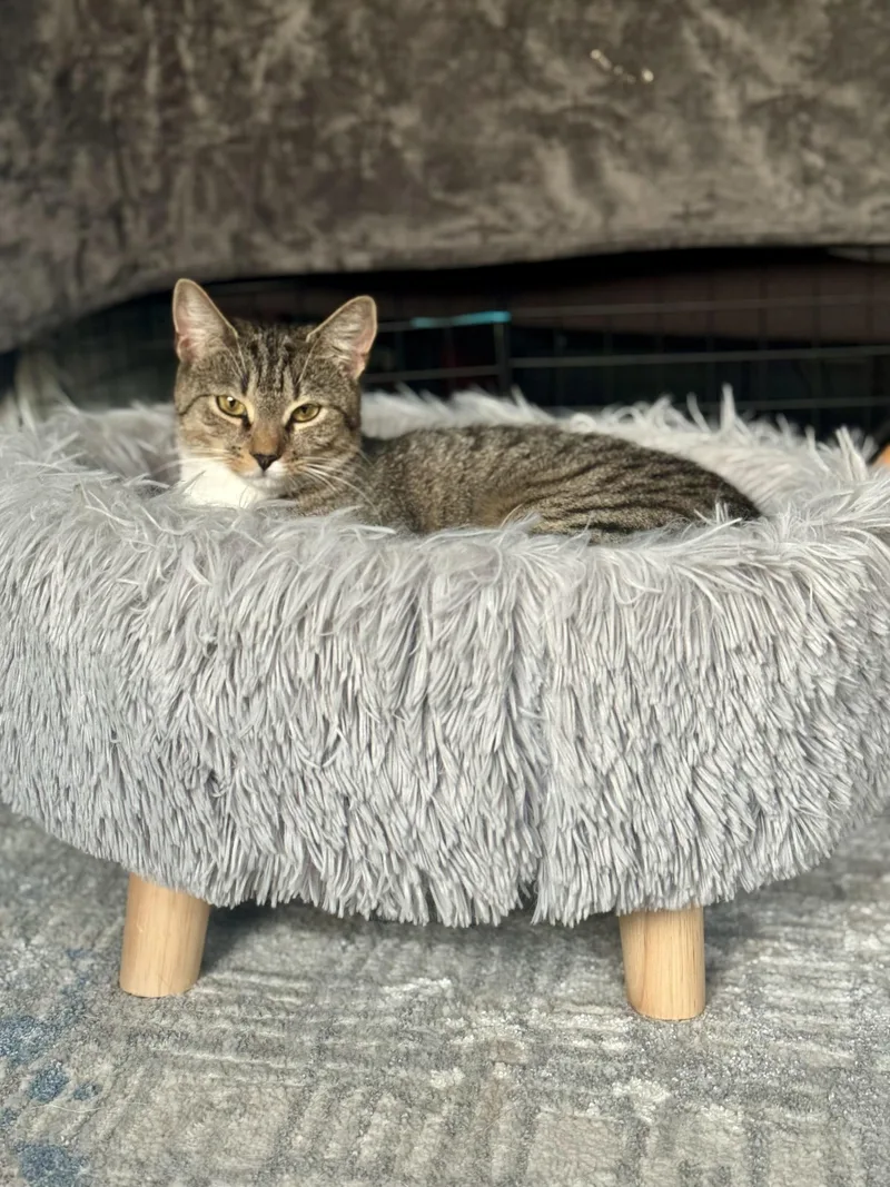 Cranberry thumbnail 2