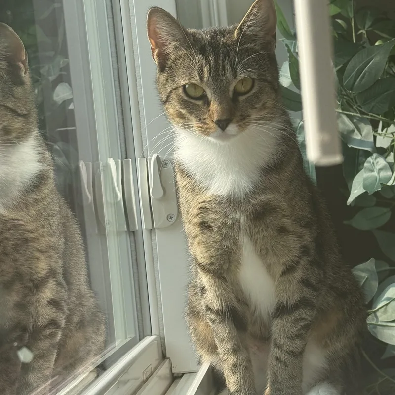 Cranberry thumbnail 3