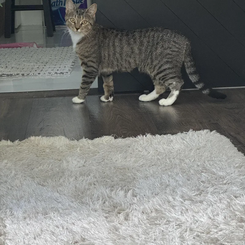 Cranberry thumbnail 4