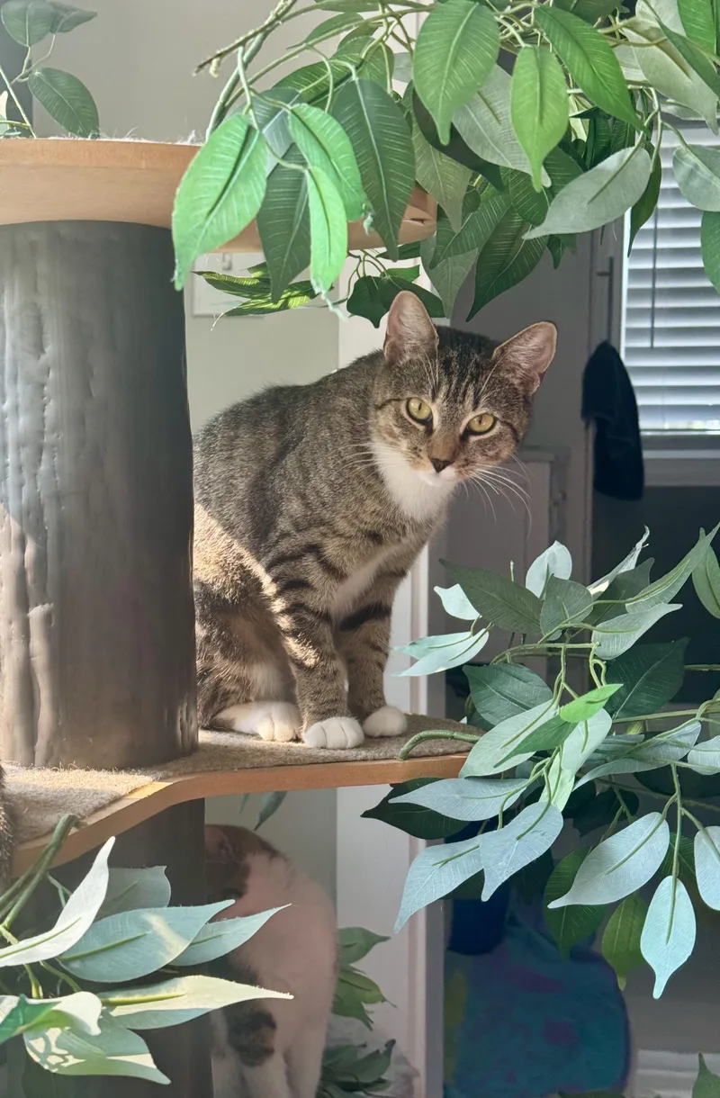 Cranberry thumbnail 5