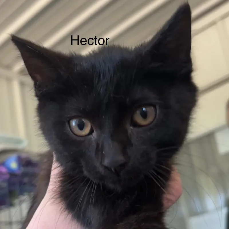 A baby medium-sized male Domestic Short Hair cat named Hector for adoption in Hartford City, IN