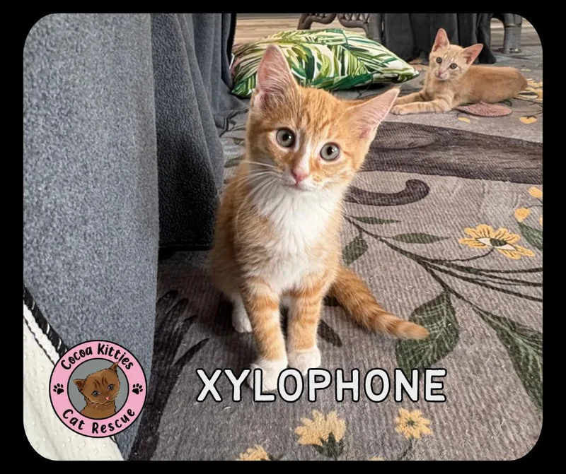 Xylophone