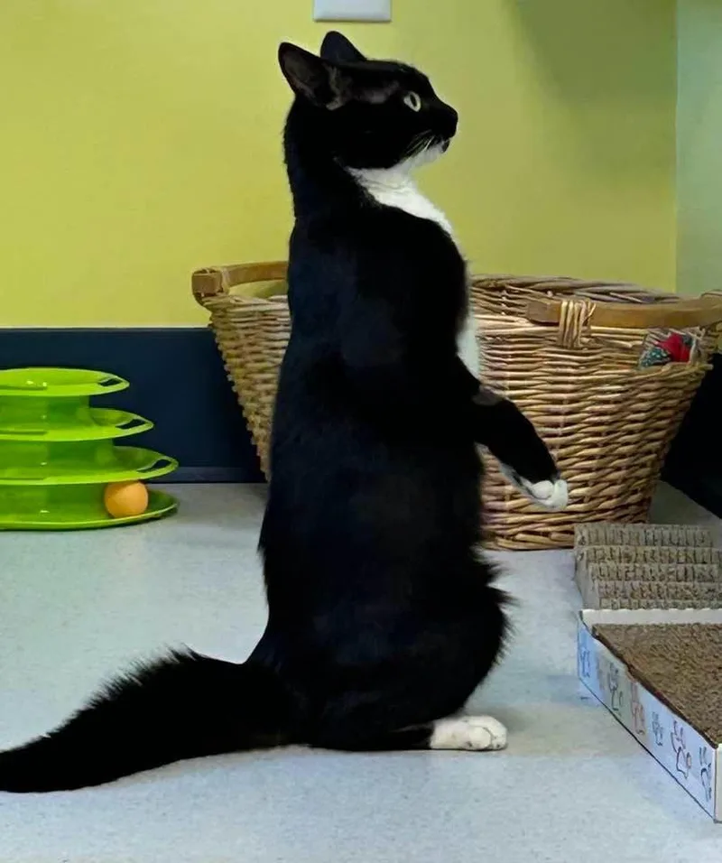 An adult medium-sized female Black & White / Tuxedo Domestic Short Hair cat named Susie Q for adoption in Milton, MA