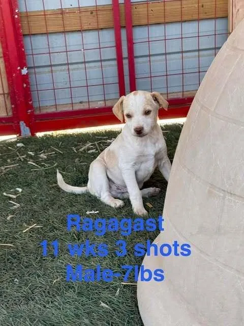 A baby medium-sized male Mixed Breed dog named Radagast for adoption in Waunakee, WI