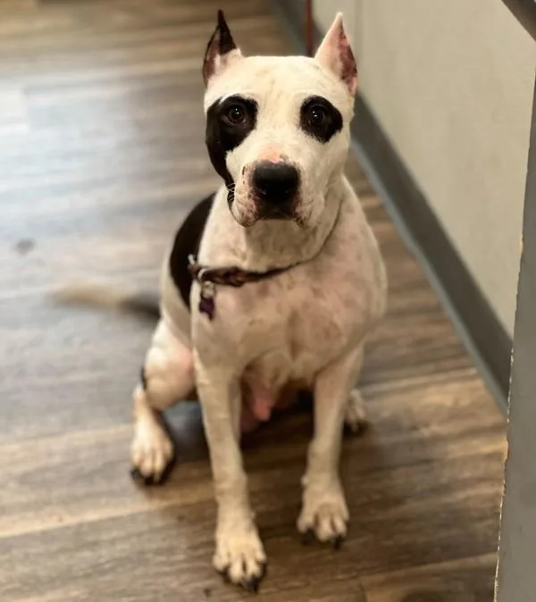 An adult medium-sized female Pit Bull Terrier dog named Cornucopia for adoption in San Diego, CA