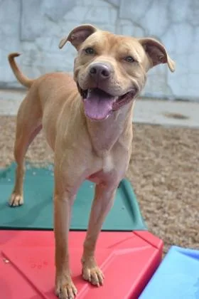 An adult medium-sized female Pit Bull Terrier dog named Fawna for adoption in New Orleans, LA