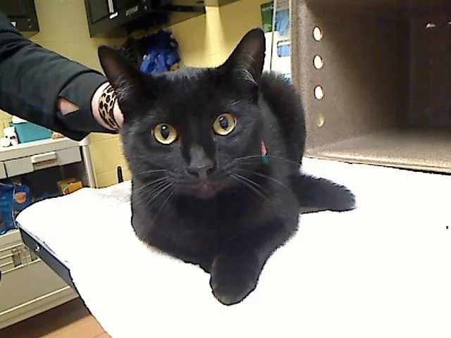 An adult medium-sized male Domestic Short Hair cat named Moo for adoption in Cookeville, TN