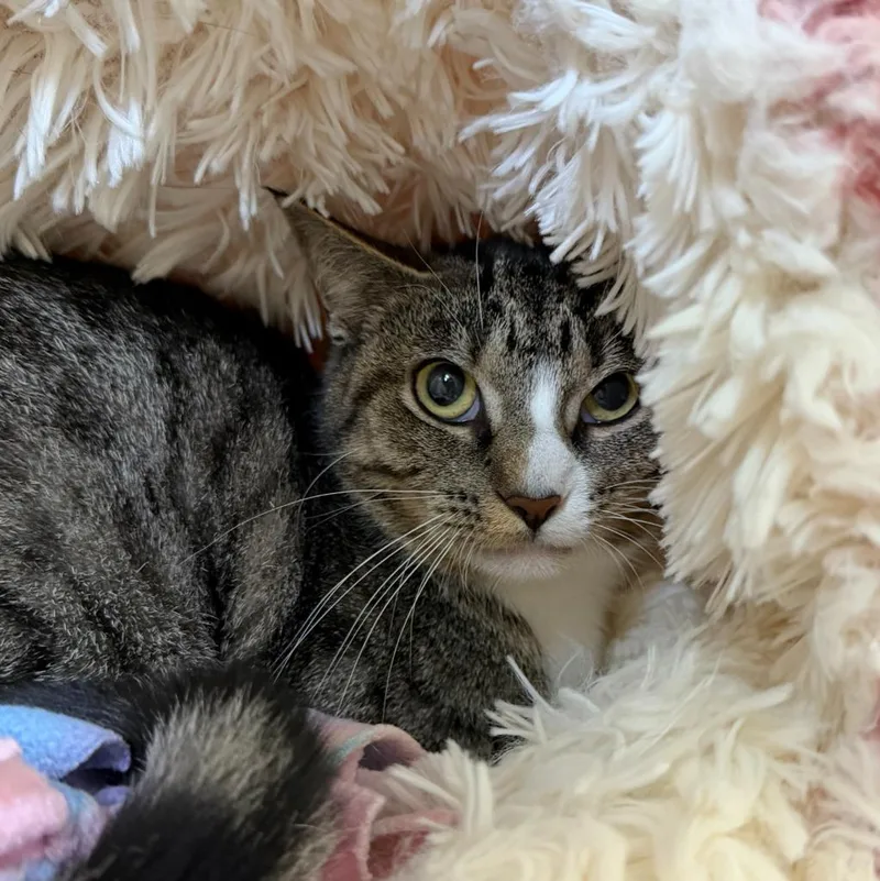 A young small-sized female Domestic Short Hair cat named Spruce for adoption in State College, PA