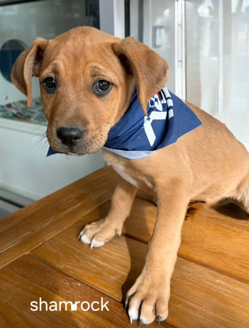 Shamrock thumbnail 2